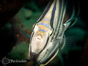 A banded Butterfly fish stopped swimming to check out my ... by Patricia Sinclair 